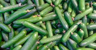 Cucumber 
